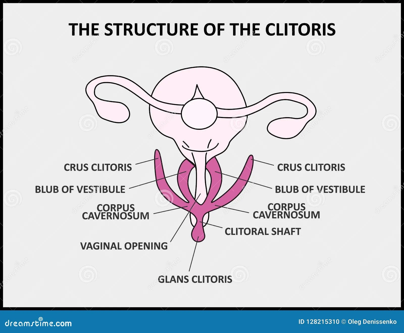The Structure Of The Clitoris, A Female Vagina Anatomy Display ...